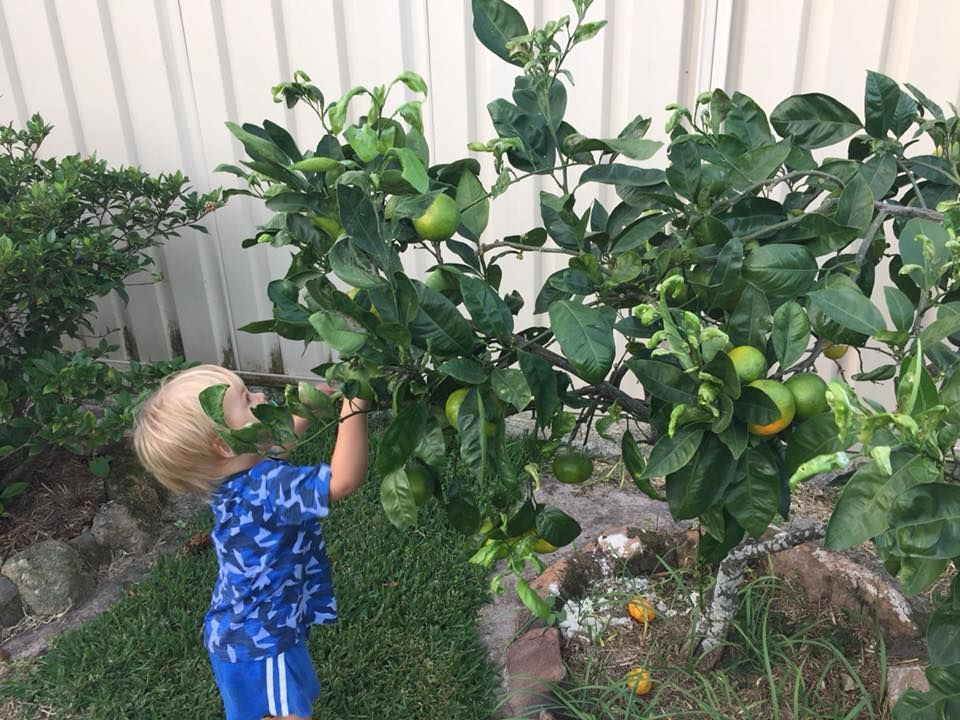 Our little greenthumb checking on his fruit