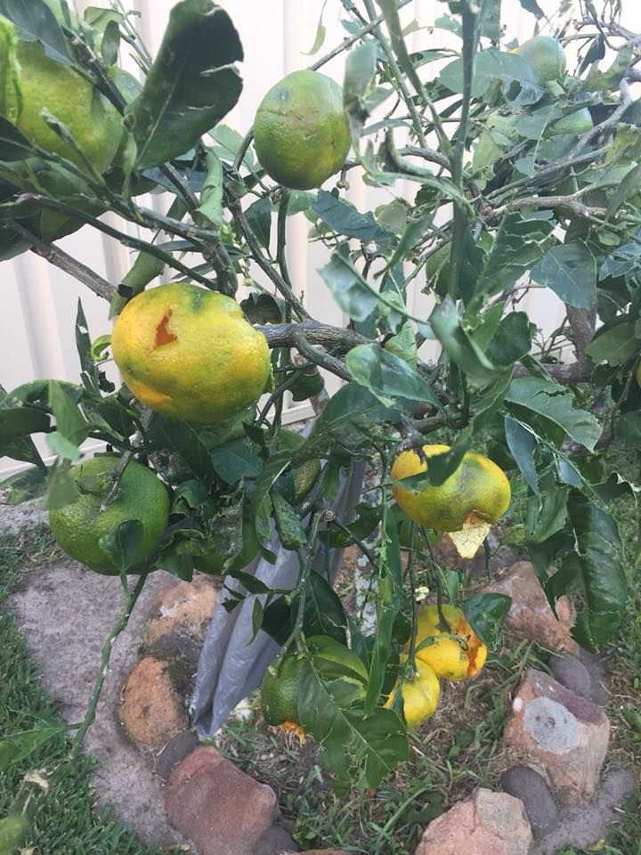 lots of damaged fruit :(