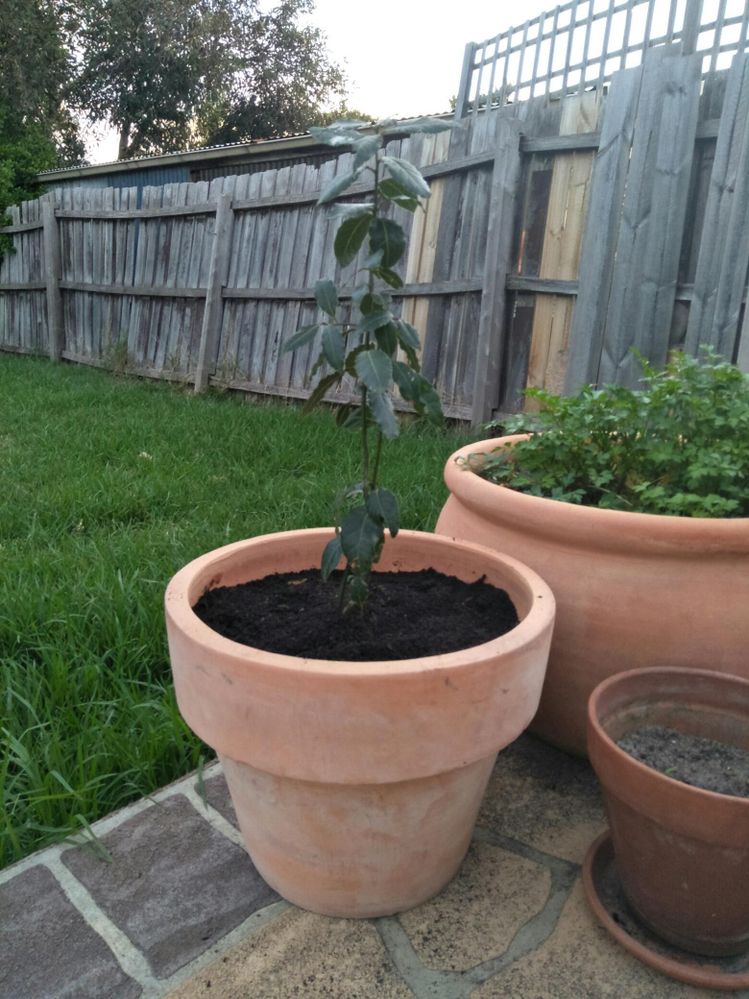 Another addition to my terracotta family - a bay leaf tree!