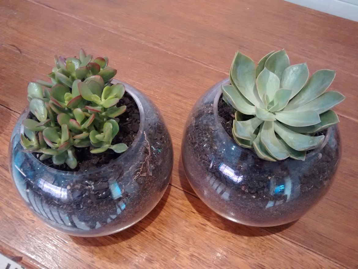 Succulent Glass Indoor Vases