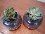 Succulent Glass Indoor Vases