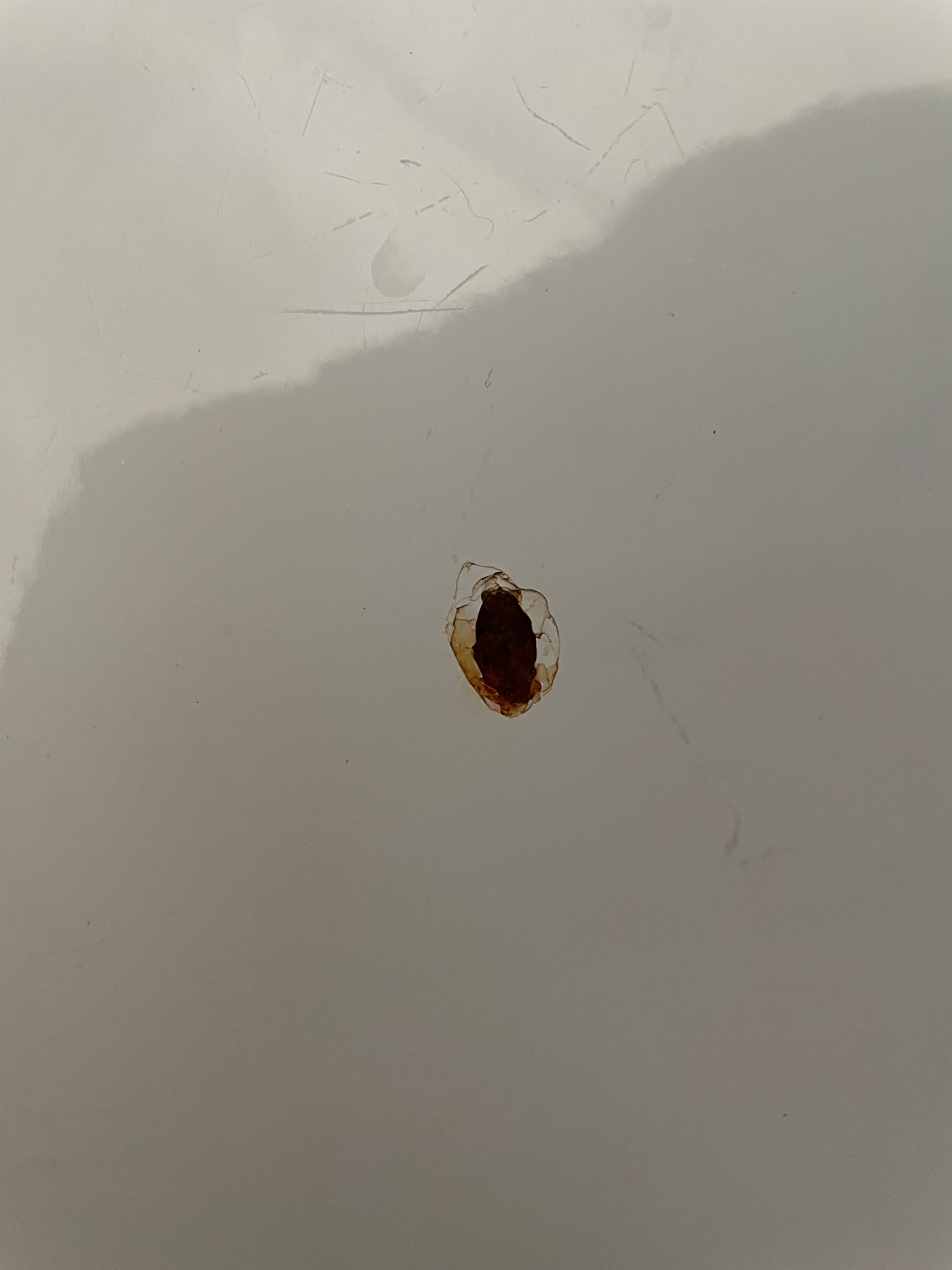 How to fix rust spot in my bath? Bunnings community