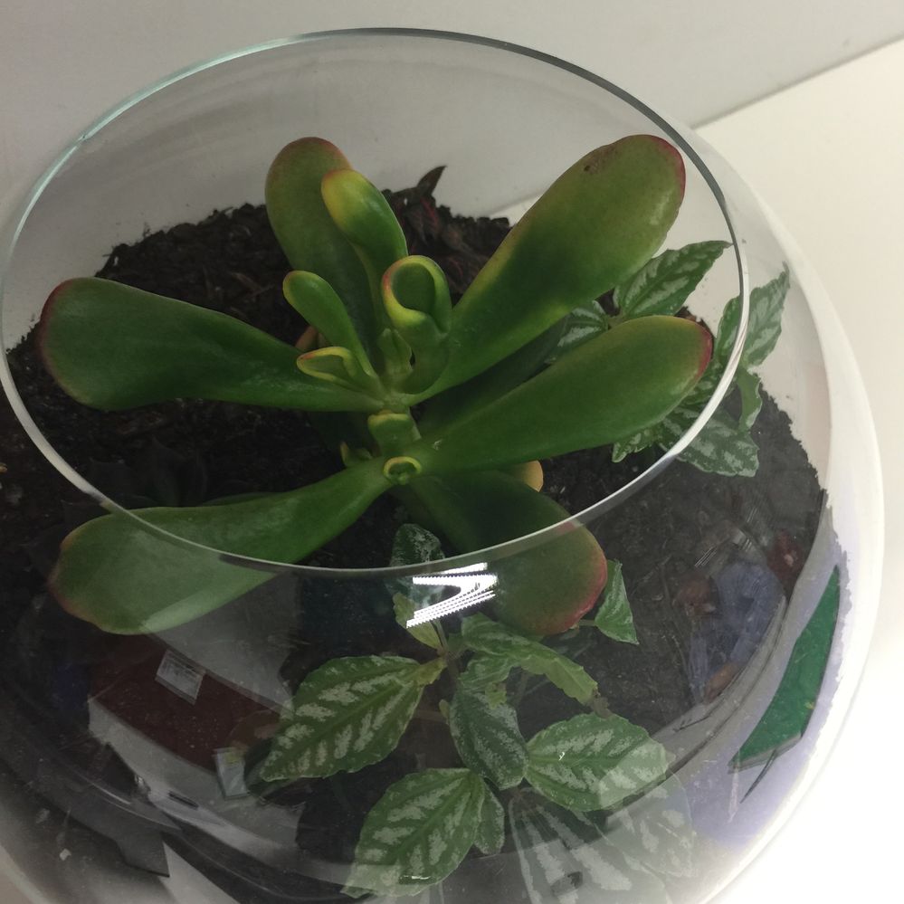 Succulent-Terrarium-2.jpg
