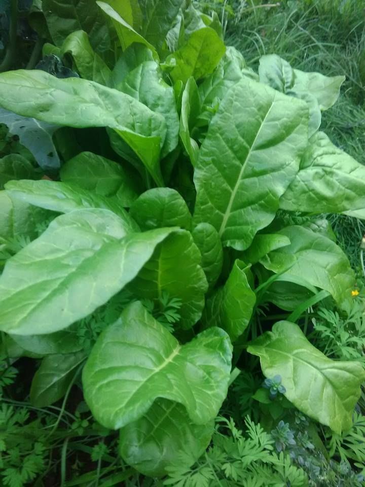 Giant Spinach!