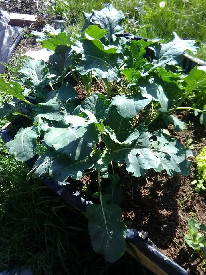 Broccoli a few weeks in