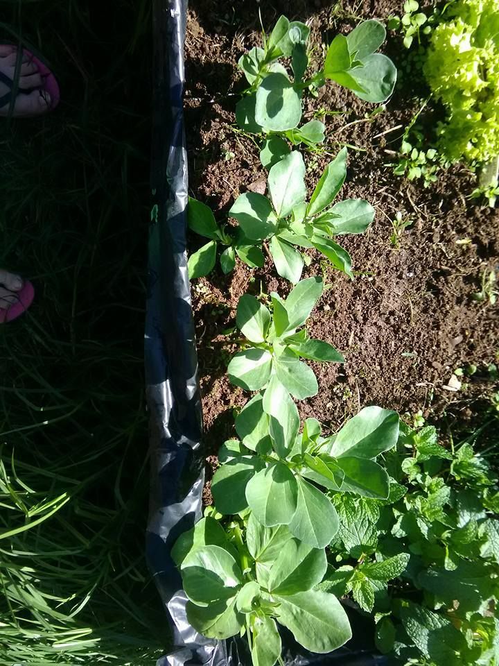 broad bean babies!
