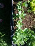 broad bean babies!