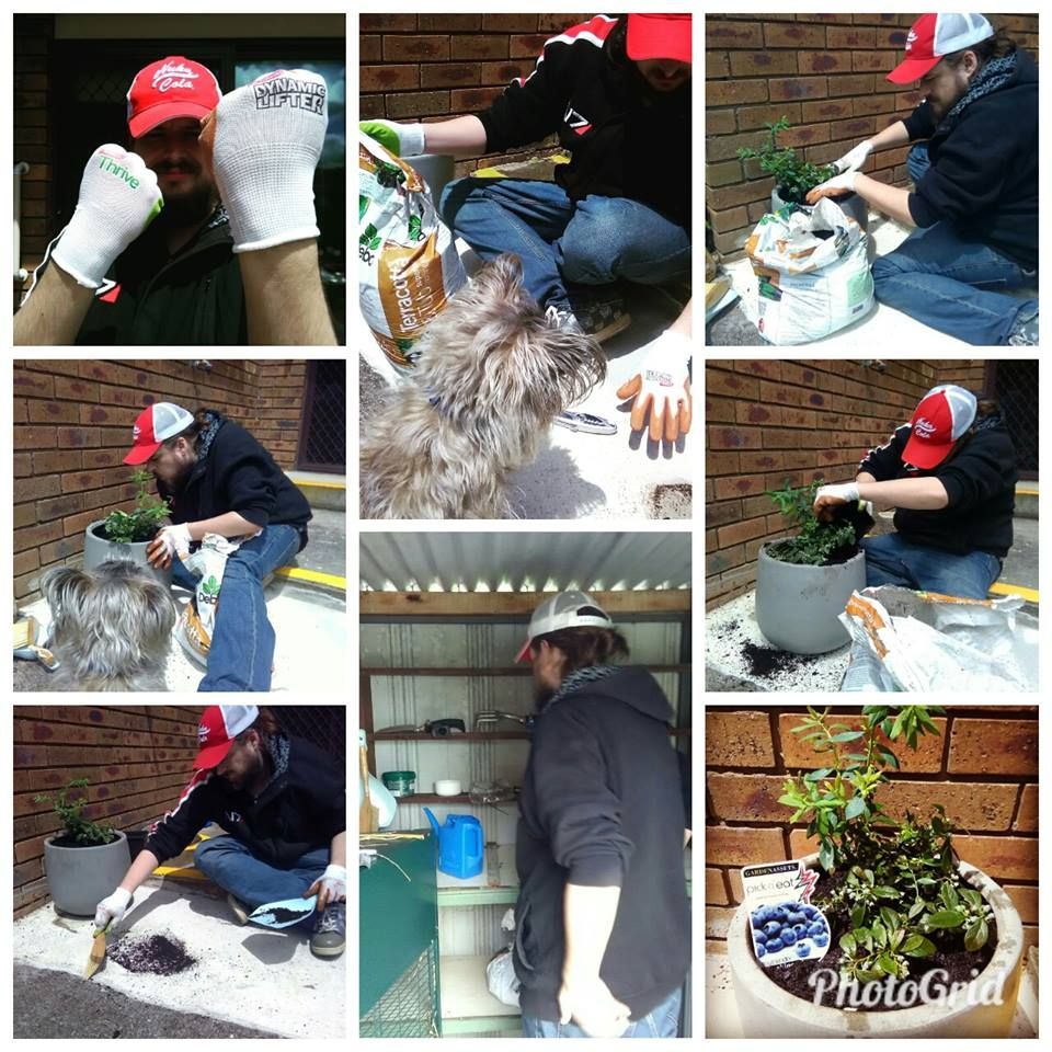 my husband planting his blueberry in 2017