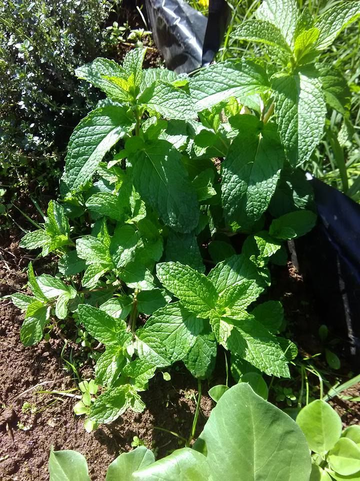 Mint Outgrown it's bed