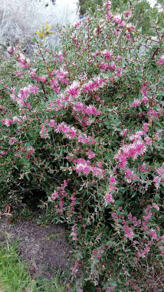 Burrendong Beauty Hakea
