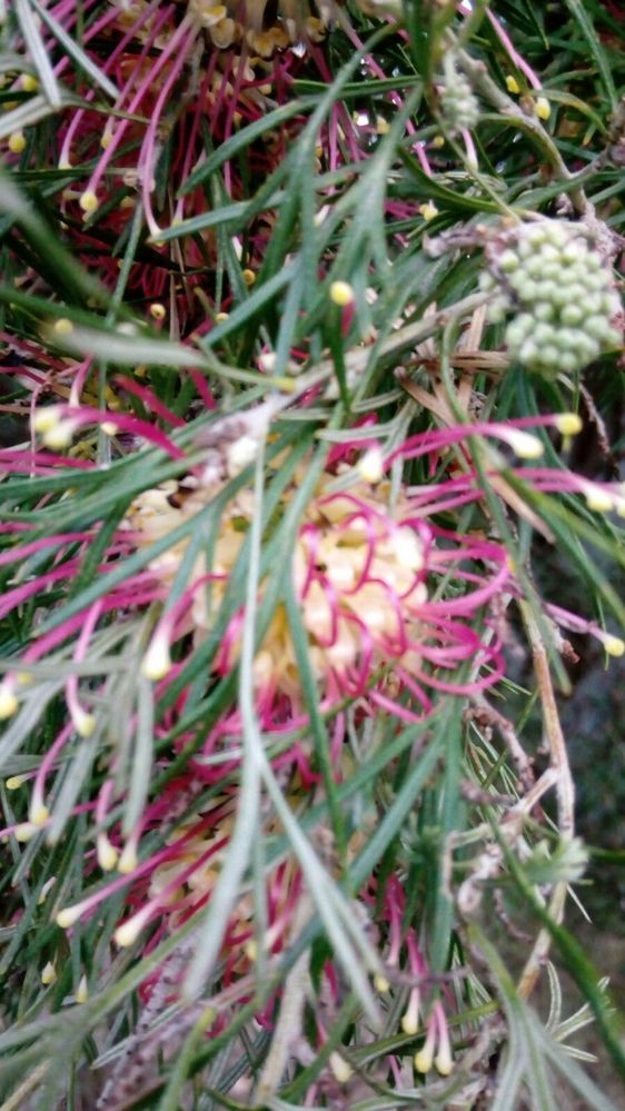 Grevillea