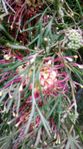 Grevillea