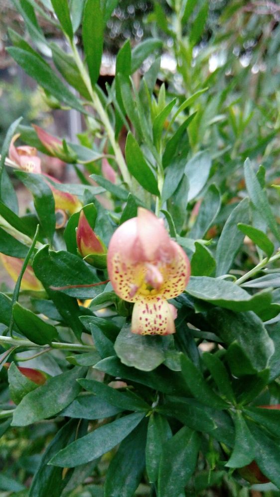 Eremophila species (Emu Bush)