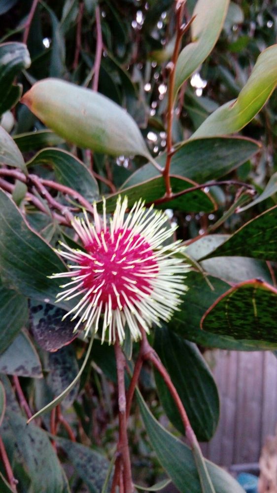 Hakea Laurena (Pin cushion Hakea)