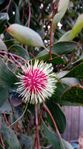 Hakea Laurena (Pin cushion Hakea)