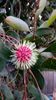 Hakea Laurena (Pin cushion Hakea)