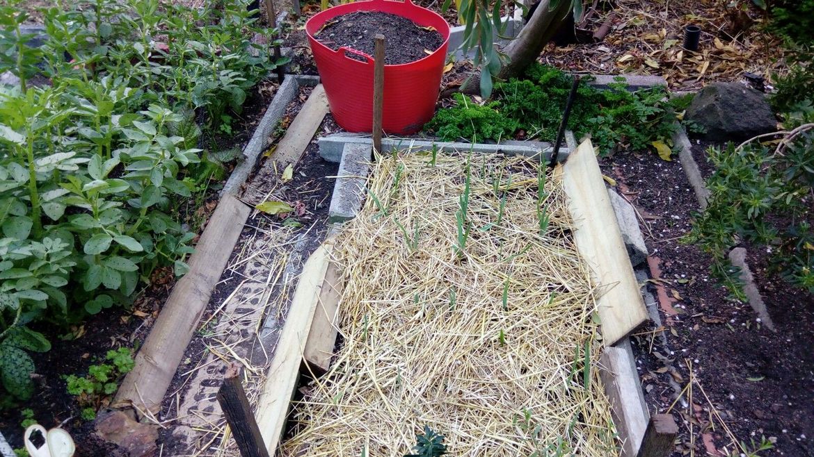 Garlic, Curly Leaf Parsley(rear)