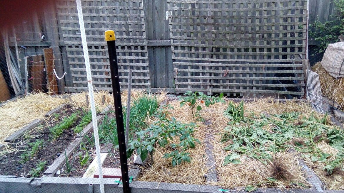 Last of Habenaros & Sp. Onions