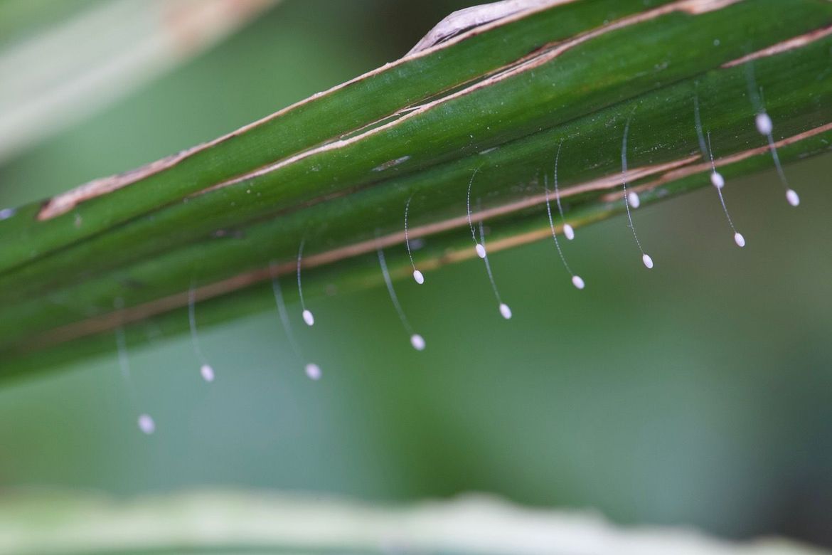 Lacewing eggs