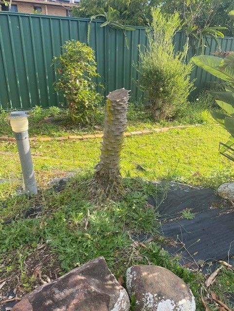 tree stump 1