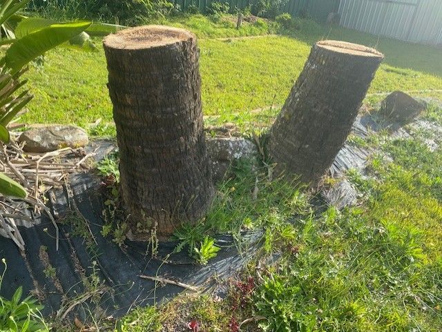 tree stump 2