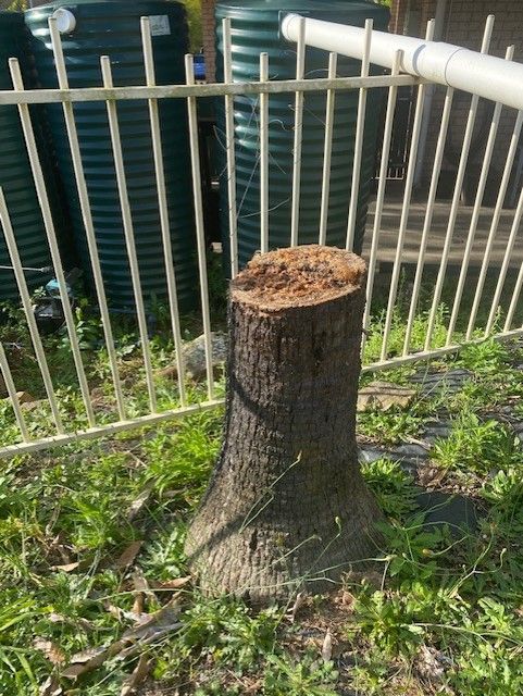 tree stump 4
