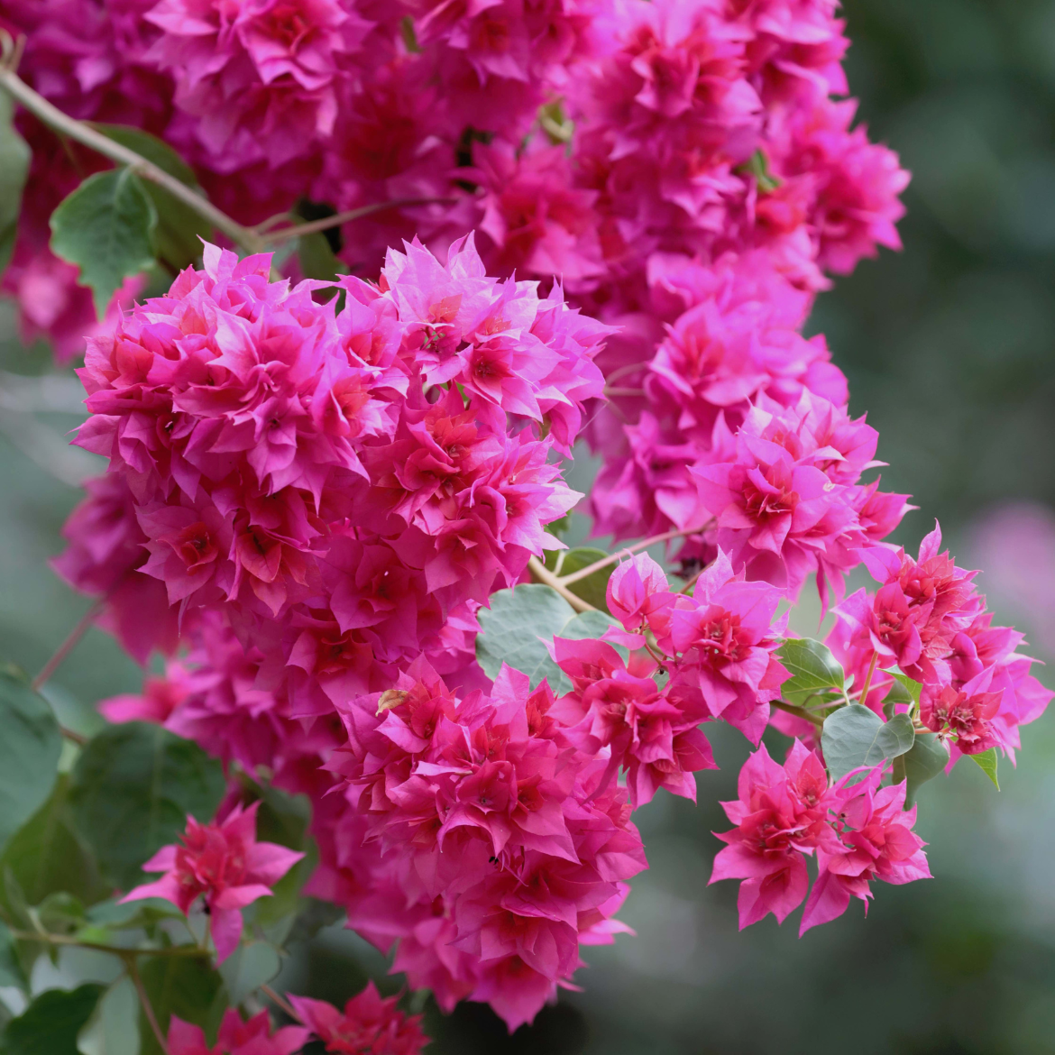 How to choose a screening plant Bunnings community