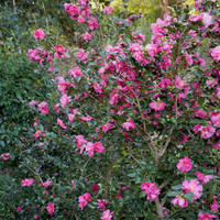 Camellia sasanqua bring welcome winter colour