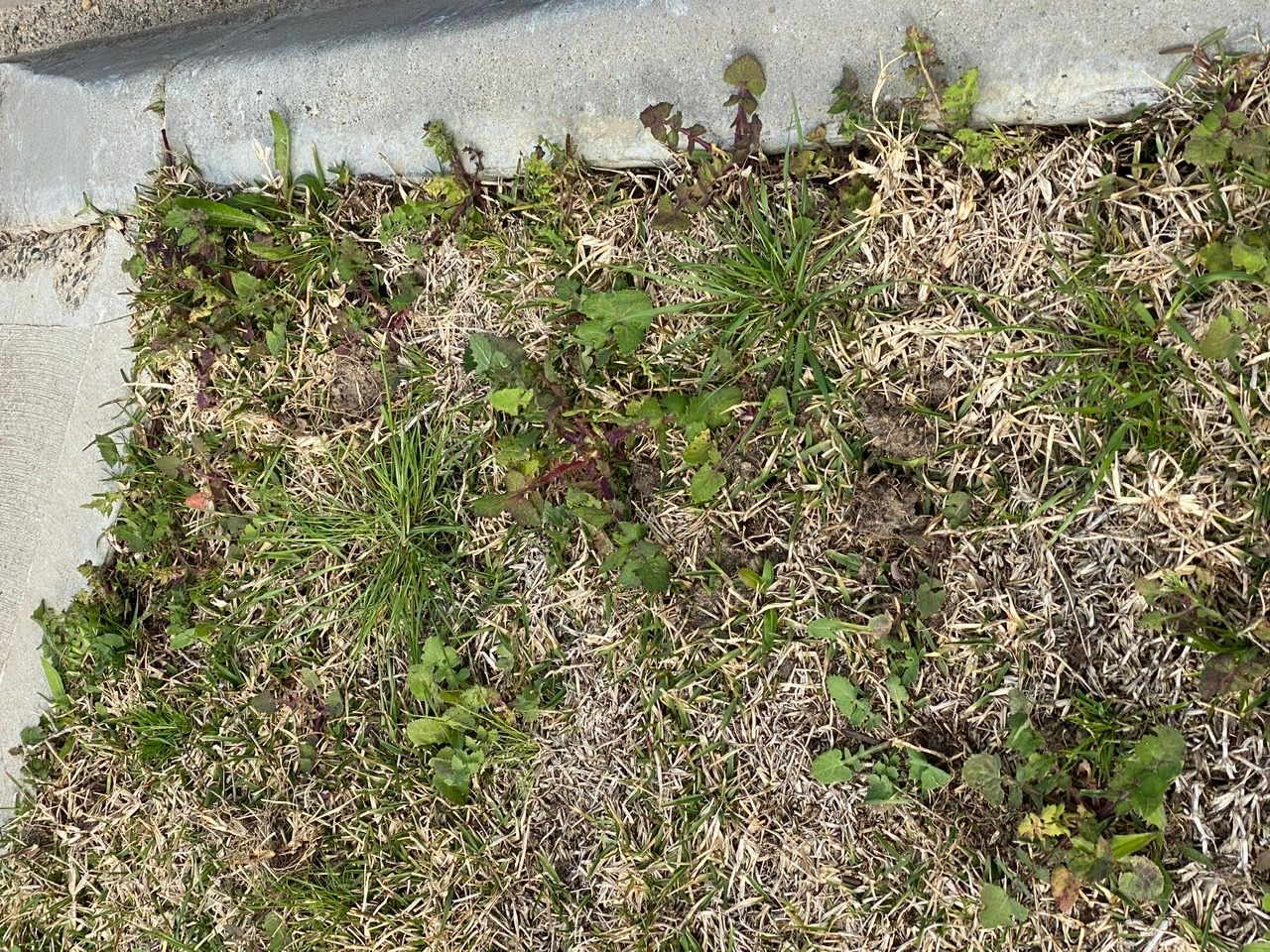 How to revive lawn and remove weeds? Bunnings community