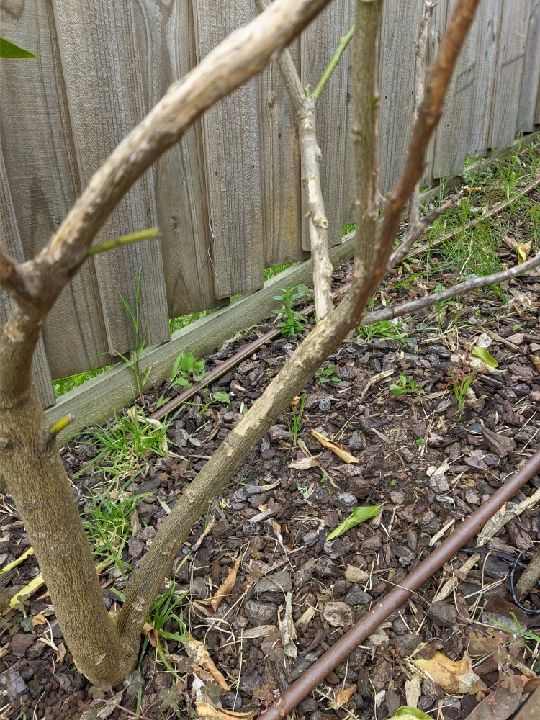 How to save my citrus trees from rats? Bunnings community