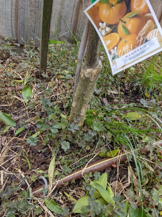 How to save my citrus trees from rats? Bunnings community