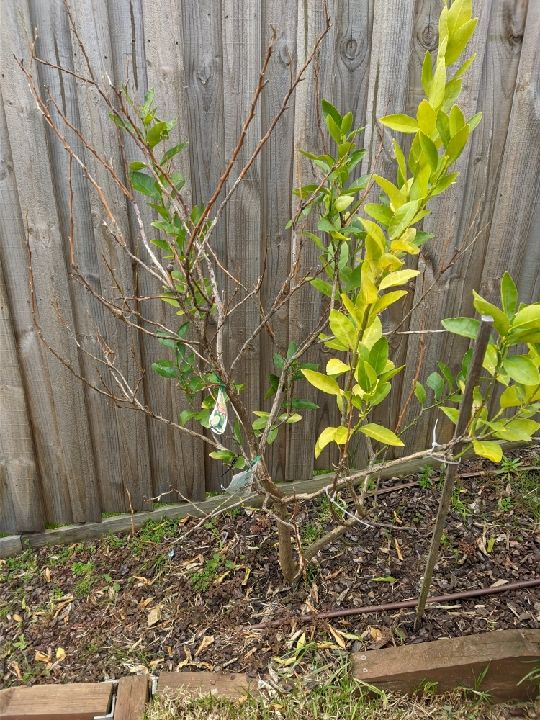 How to save my citrus trees from rats? Bunnings community