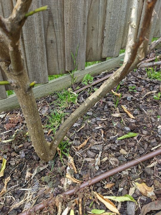 How to save my citrus trees from rats? Bunnings community