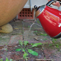 Boiling water instantly kills smaller weeds