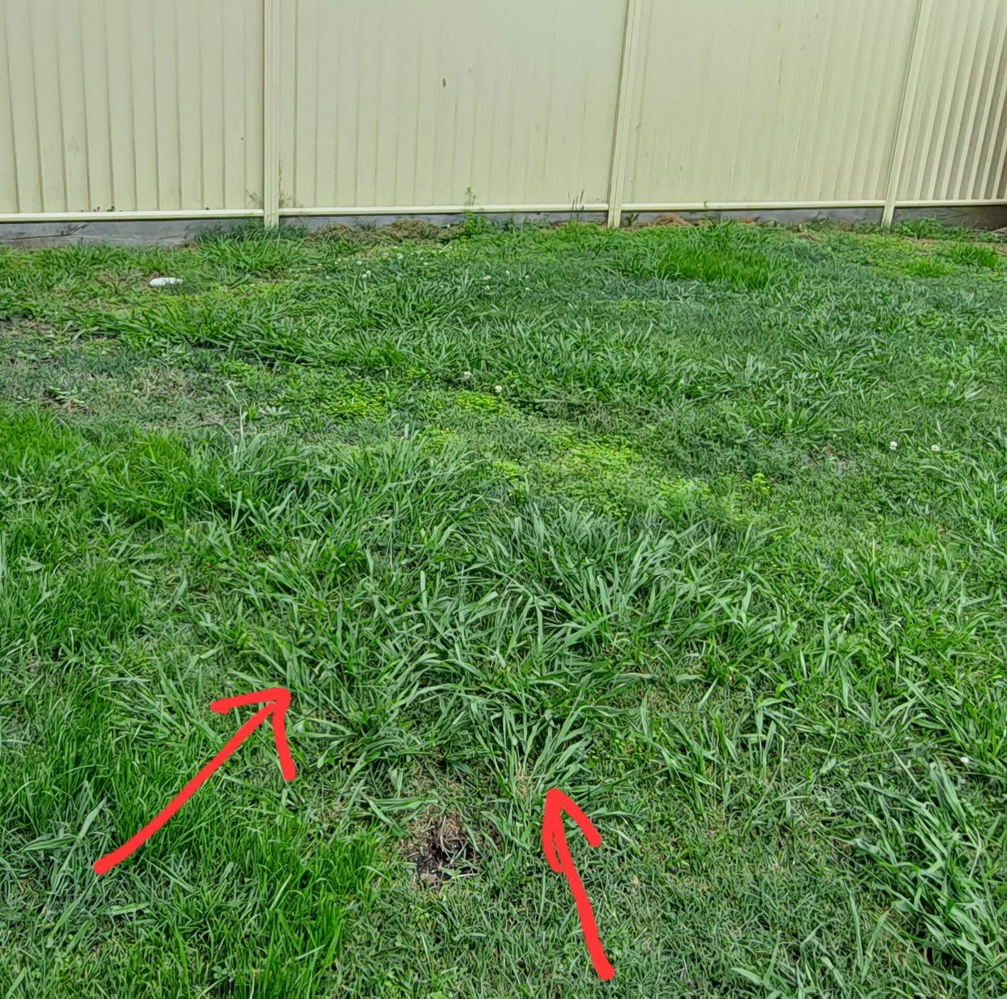 What are these varieties of grass? Bunnings community
