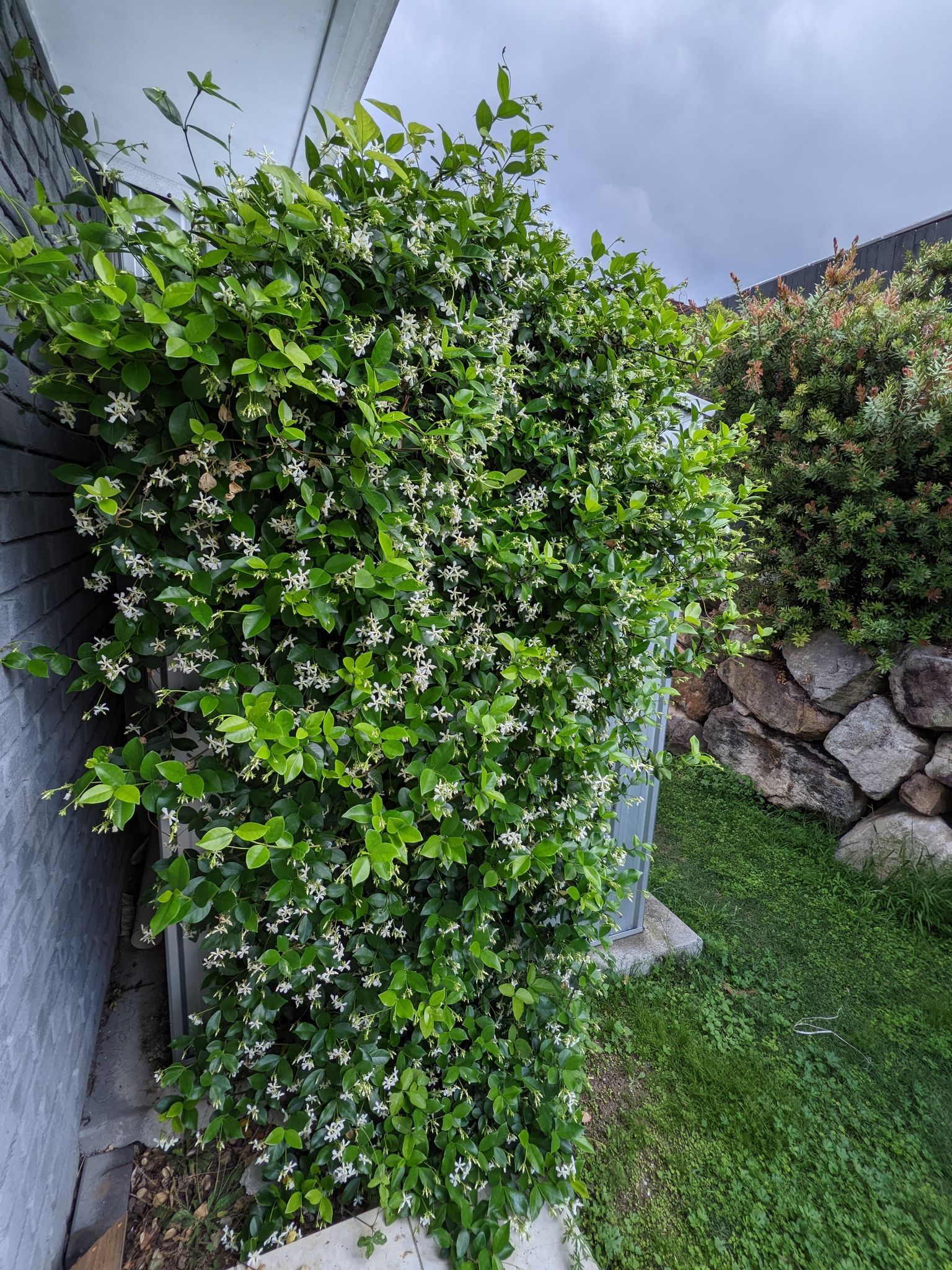 Shed lattice with Jasmine Amazing sprin... Bunnings community