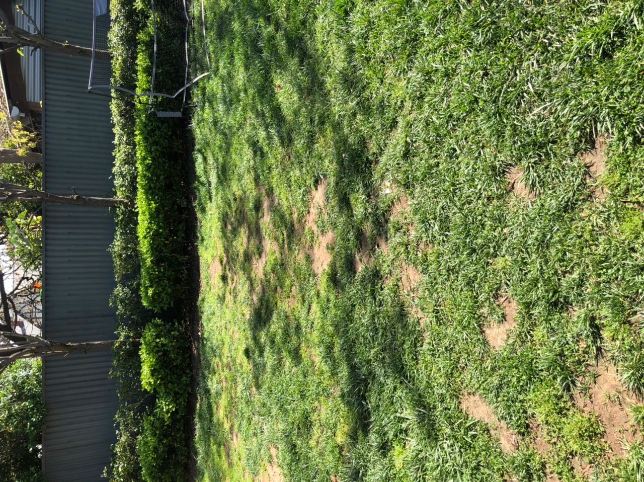 Best lawn seed? Bunnings community