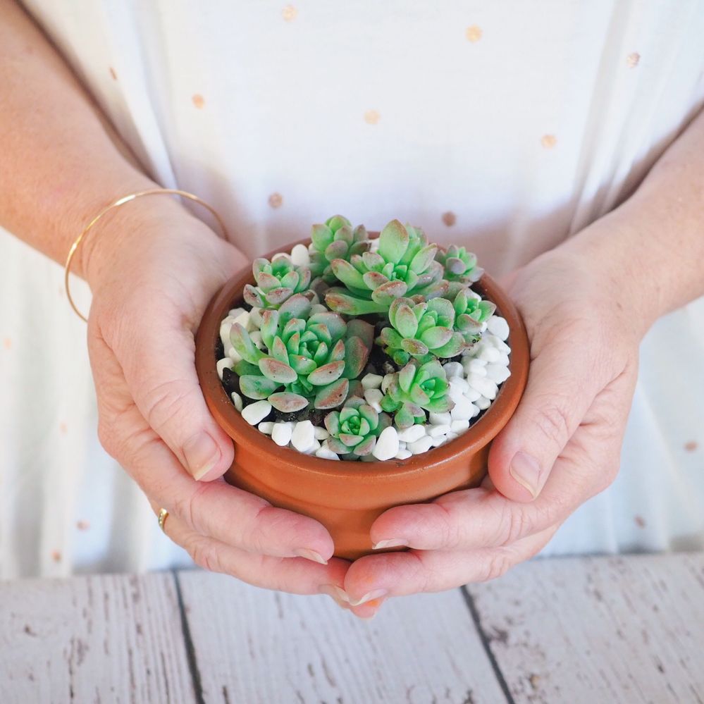 Dip container turned succulent pot 3 _ The Organised Housewife.JPG