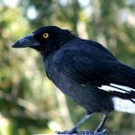 Currawong
