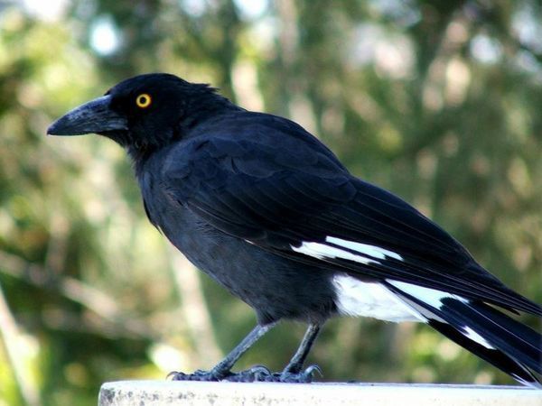 Currawong.jpg