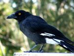 Profile (Currawong)