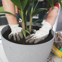 Use fresh potting mix when repotting plants