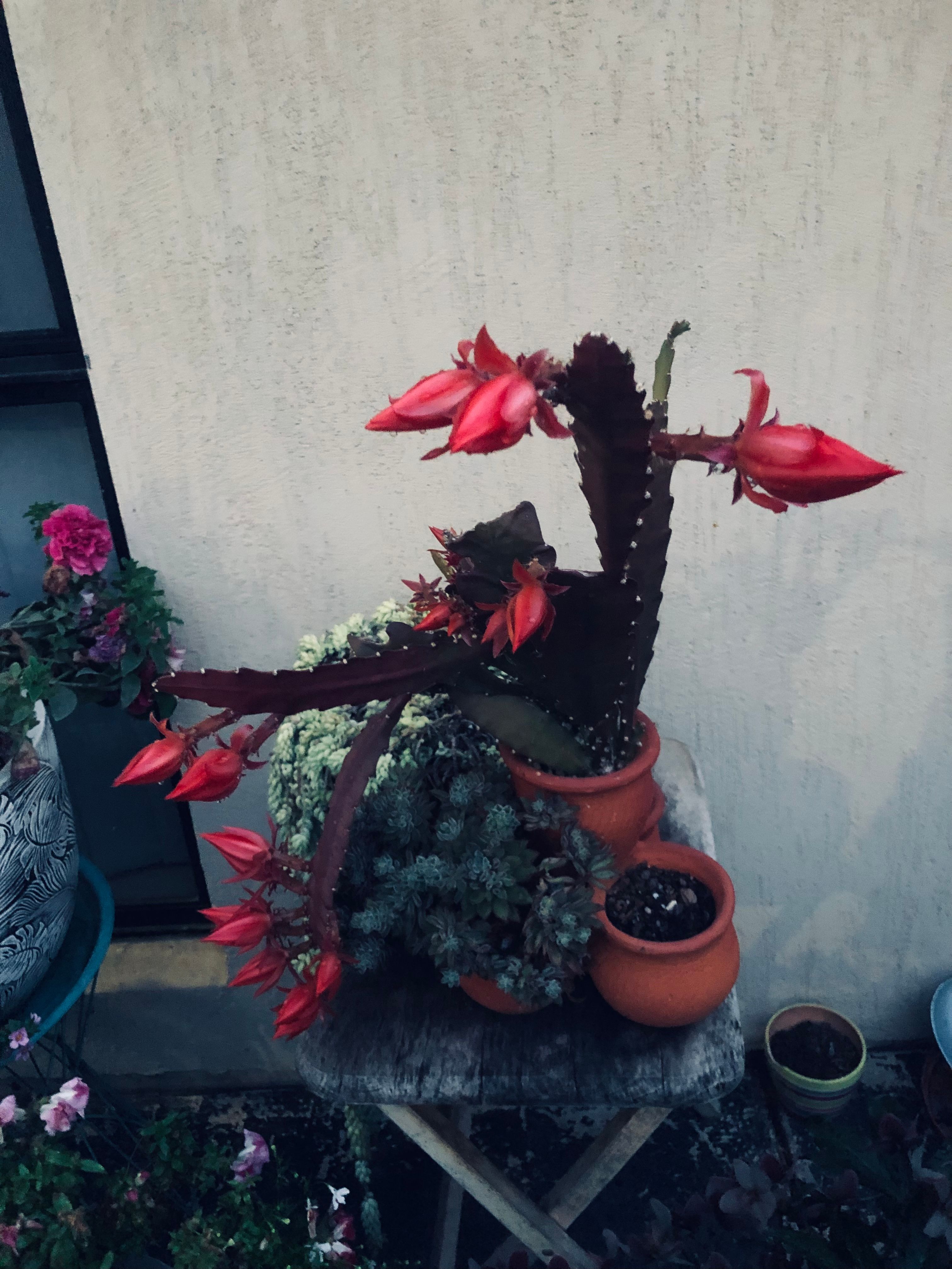 Painting bedroom black Bunnings community