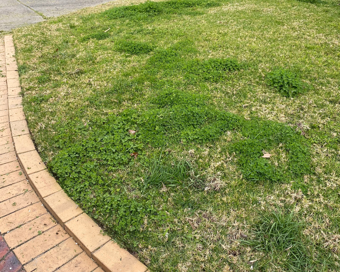 End of Winter - White Clover, Poa Annua, Paspalum and Ryegrass weeds