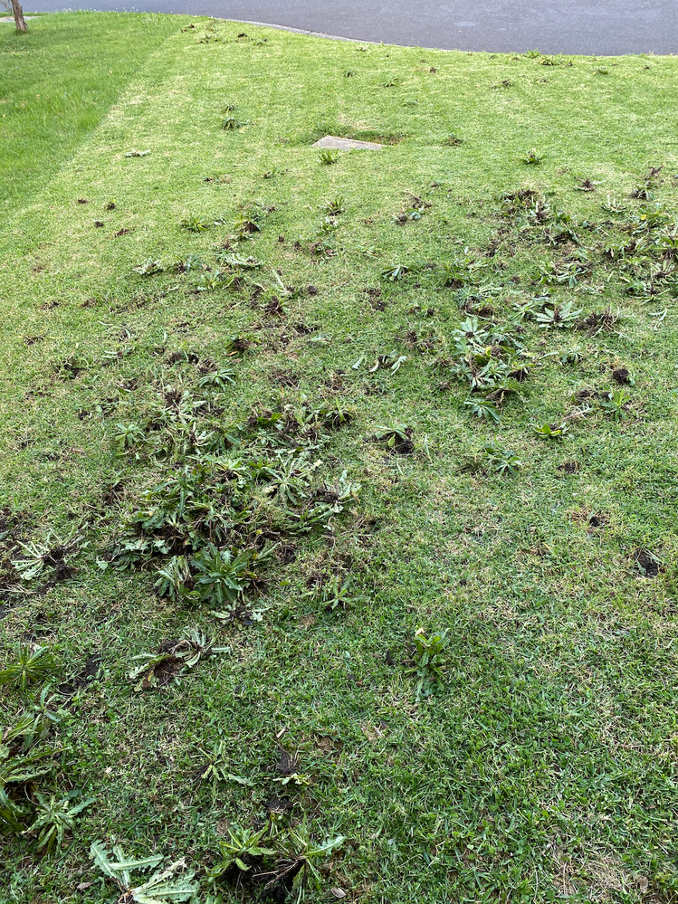 Manually removed broadleaf weeds