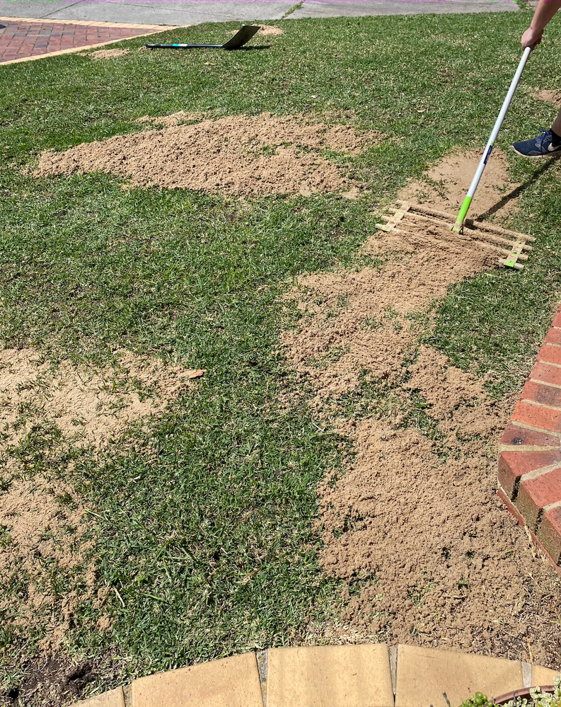 Levelling/top dressing the low spots in the lawn with sand