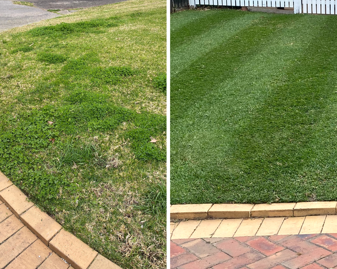 Before & After Lawn Renovation