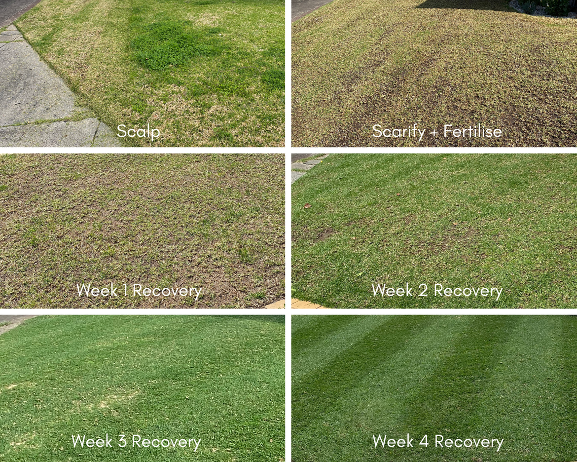 Lawn Renovation photo collage - Home in Melbourne.png