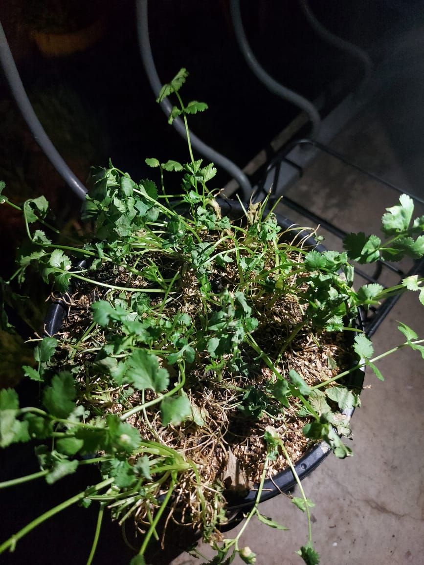How to save my mint and coriander plants... Bunnings community