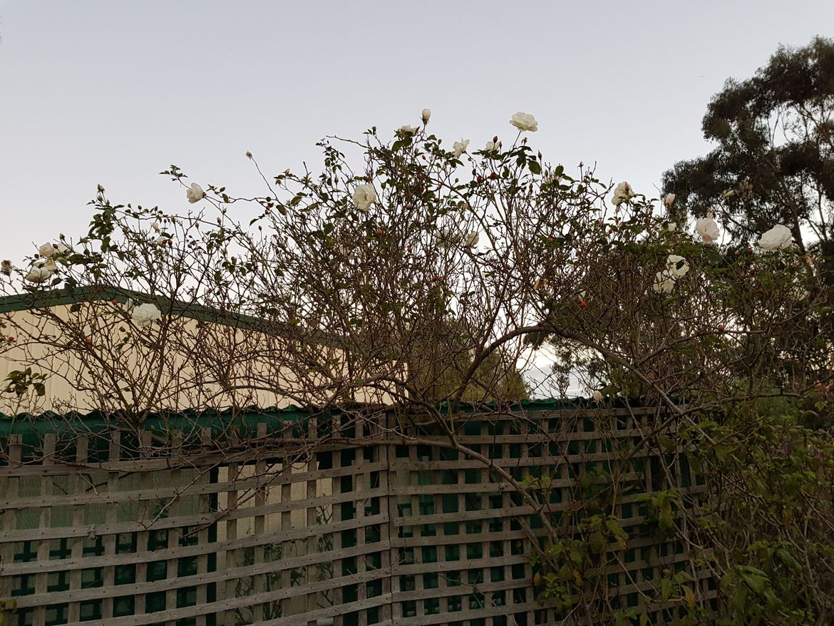 This is the white climbing rose